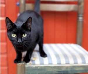 black cat Cats Protection Caterham Redhill animal charity.jpg